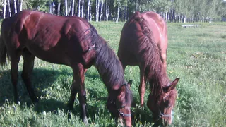 Под Рязанью завелись конокрады