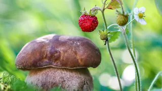 Минсельхоз хочет взять под контроль сбор грибов и ягод