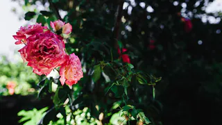 Весенний уход за розами: секреты пышного цветения