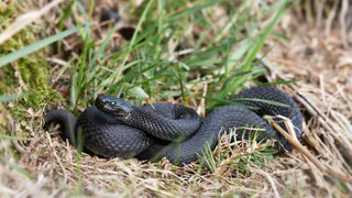 Укусы гадюк могут привести к тяжелым последствиям