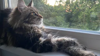 Не линяют, не пахнут и не болеют: 4 лучшие породы кошек - идеальны для детей и взрослых