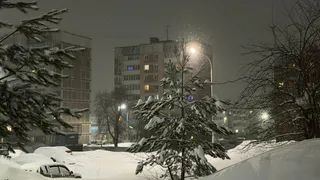 В Татарстане за год высадили более 32 миллионов деревьев