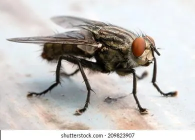 Быстро избавляемся от мух, мошек и комаров в доме