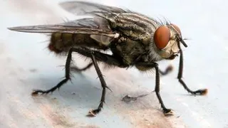 Быстро избавляемся от мух, мошек и комаров в доме