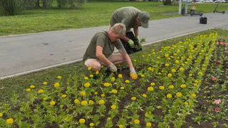 Во Владимире на улице Мира появятся 16 новых клумб на участке в 2 километра