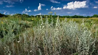 Во Владимирской области собственники допустили зарастание участка площадью 14 кв. км