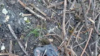 Пензенцы обнаружили мертвых птенцов: гнезда уничтожили во время обрезки деревьев