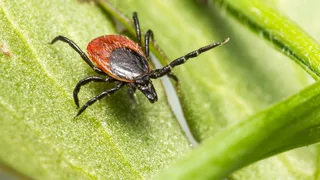 Уже 52 жителя Владимирской области пострадали от укусов клещей