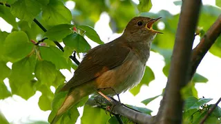 В Татарстане проводят перепись соловьев