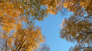 8 октября осенняя погода раскроет многоликость Коми: от туманов и снега до тепла и солнца