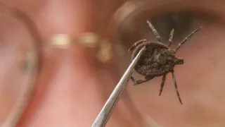 Не лезьте в лес: в МЧС Рязани предупредили о клещах, зараженных боррелиозом