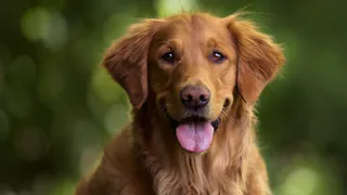 Владимирцы могут найти потерянную собаку в официальном фотореестре