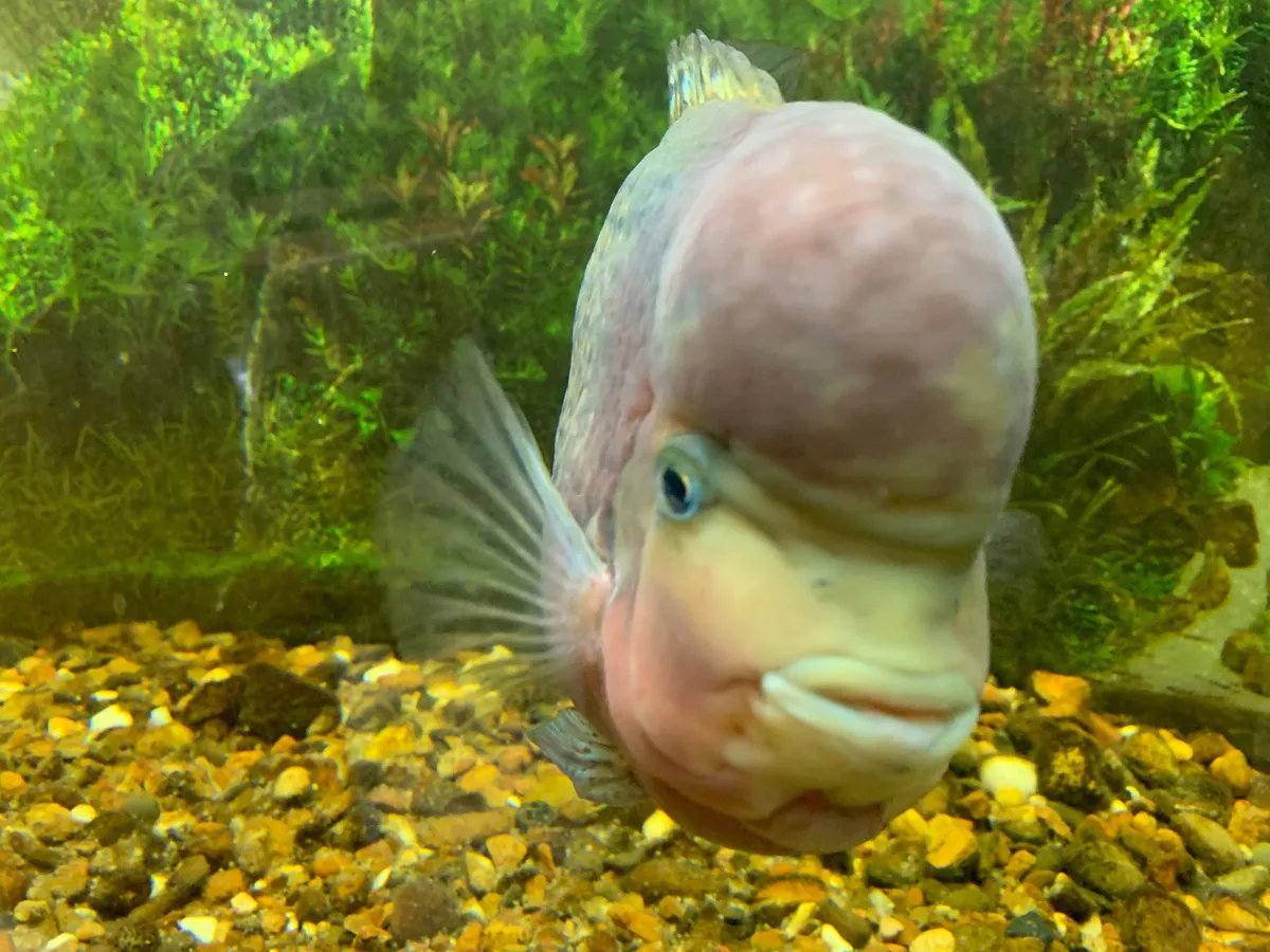 В этой рыбе была найдена ртуть: она убьет печень, мозг и сердце