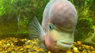 В этой рыбе была найдена ртуть: она убьет печень, мозг и сердце