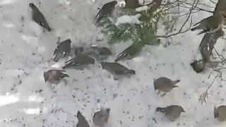 Свиристели устроили можжевеловую трапезу под Юрьев-Польским