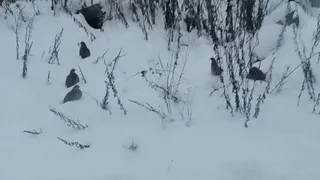 Охотникам Владимирской области напомнили о необходимости сдачи сведений о добытых птицах