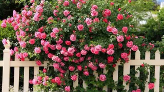 Роскошный ковер из цветов: этот многолетник просто обожают все дачники