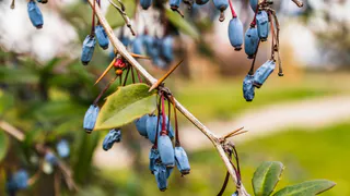 До набухания почек — обязательно: сыплем вокруг жимолости 3 пригоршни порошка — собираем ягоды килограммами