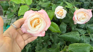 ½ ложки в 5 литров – и розы засыплют бутонами: даже старые кусты начнут вовсю цвести весь сезон