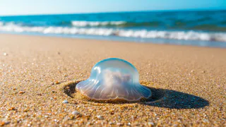 Побережье усеяно окурками, медузами и мусором, развлечений никаких нет: туристы раскритиковали отдых на Азовском море