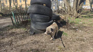 Рязанцам дали объяснения по старым шинам 