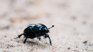 В Чувашском заповеднике обнаружили редкого для России жука