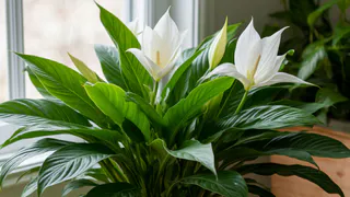 1 грамм на 1 литр — и спатифиллум утонет в облаке цветов: листва и бутоны будут лезть без остановки — сильная подкормка