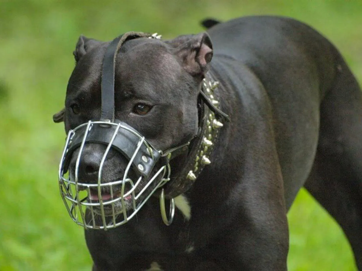 В России предложили штрафовать за выгул опасных собак без намордника