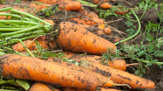 Теперь морковка всегда всходит рано: дедушка дал давно забытый совет, как сделать урожай в 3 раза больше