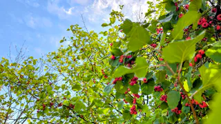 28 августа в Нижнекамске будет солнечно