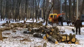Мэрия Рязани объяснила вырубку деревьев в парке в Приокском