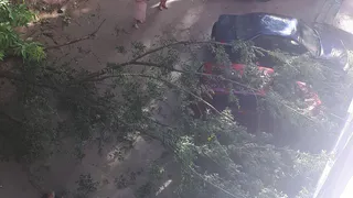 На проезде Речников дерево упало на припаркованные машины