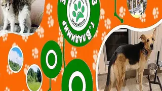 Умные и нежные кошки Джина и Моника из приюта «Зоозабота» ждут любящих хозяев