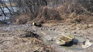 Почепское молочное предприятие наказано за загрязнение реки Судость