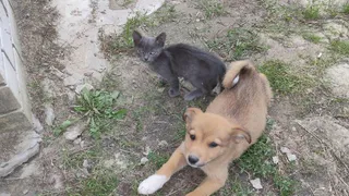 В Брянске щенку и котёнку ищут хозяев