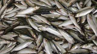 Названа самая полезная рыба - ешьте 2 раза в неделю, богата селеном, фосфором и хороша на вкус