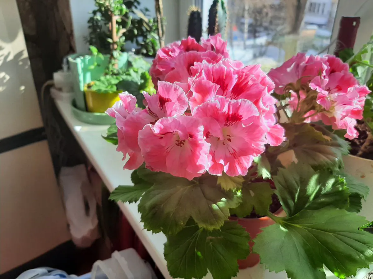 Всего одна таблетки на литр: моя герань зимой не лысеет, так ещё и цветёт словно на улице лето