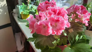 Всего одна таблетки на литр: моя герань зимой не лысеет, так ещё и цветёт словно на улице лето