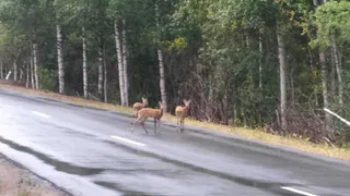 В Меленковском районе госохотинспектор встретил выбежавших на трассу косуль