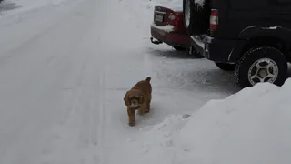 Где в Нижнекамске чипируют собак