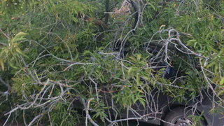 В Рыбном дерево придавило автомобиль