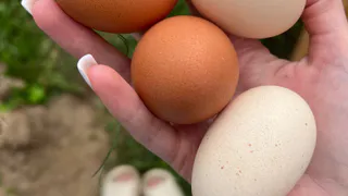 Как выбрать куриные яйца для блинов на Масленицу - в Роскачестве поставили точку