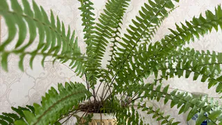 Растут без ухода – многолетний цветник для ленивых: лучшее решение для сада