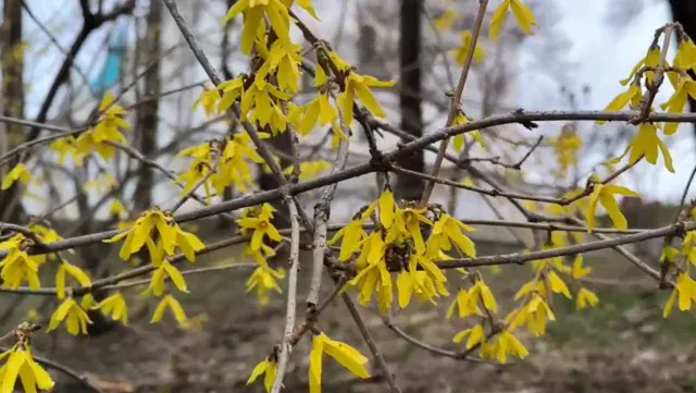Ночные заморозки надвинулись в Челябинскую область