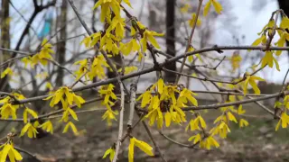 Аномальный холод прогнозируют синоптики в Челябинской области