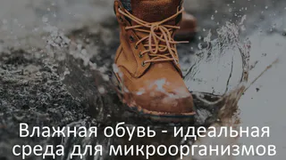 Владимирские эксперты напомнили об опасности грибка в межсезонье из-за слякоти