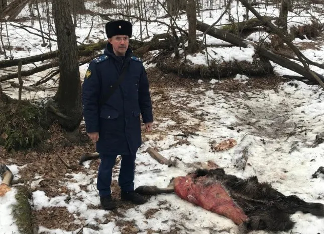 В Камешковском районе браконьеры убили лося