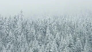 В леса Коми зайдут предновогодние патрули