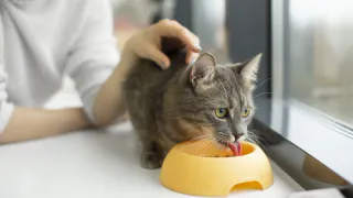 «Не травите этим кошек»: в Роскачестве назвали некачественные бренды корма для животных