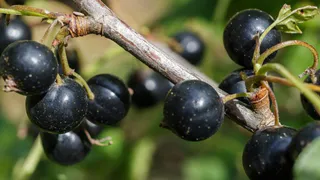 Не мусор, а золото: 3 горсти под куст — и смородина вырастет крупнее вишни и слаще сахара, урожай придется собирать мешками